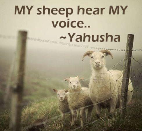 https://israelrescue.ca-east.onfullhost.cloud/app/uploads/2023/12/image-20231224030713-2349801592.jpeg